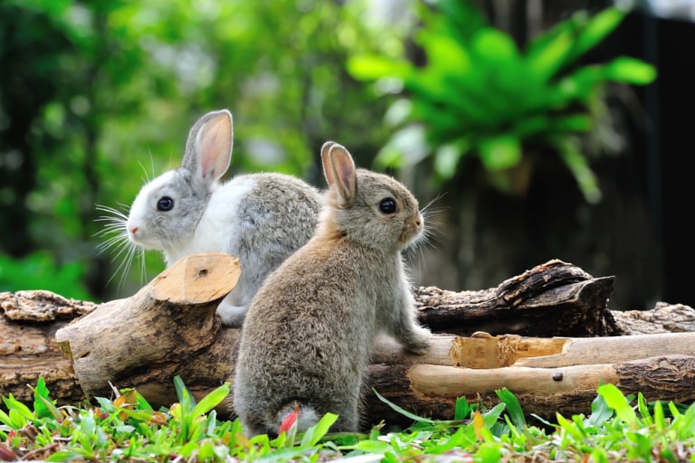 bunnies have distinct personalities
