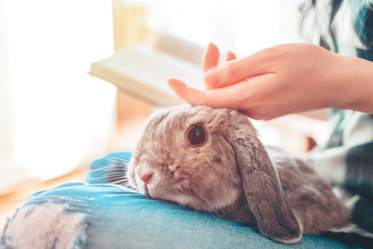 bunnies love to be petted